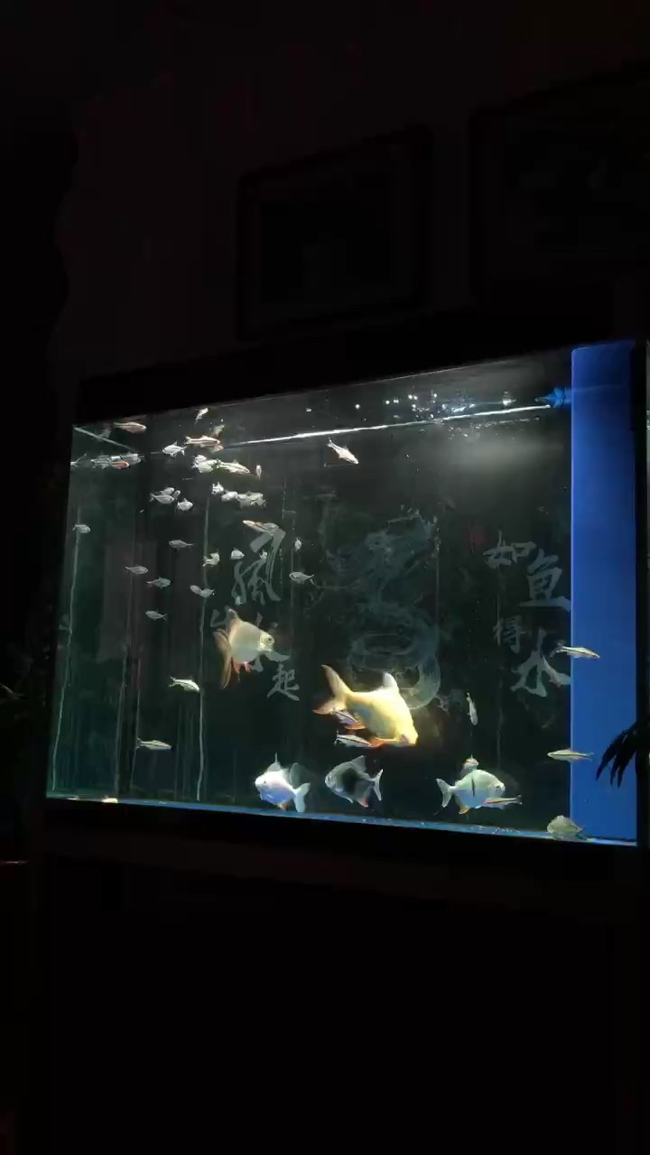 龍魚先不養(yǎng)了 養(yǎng)點(diǎn)配魚吧…… 龍魚先不養(yǎng)了 養(yǎng)點(diǎn)配魚吧…… 龍魚論壇
