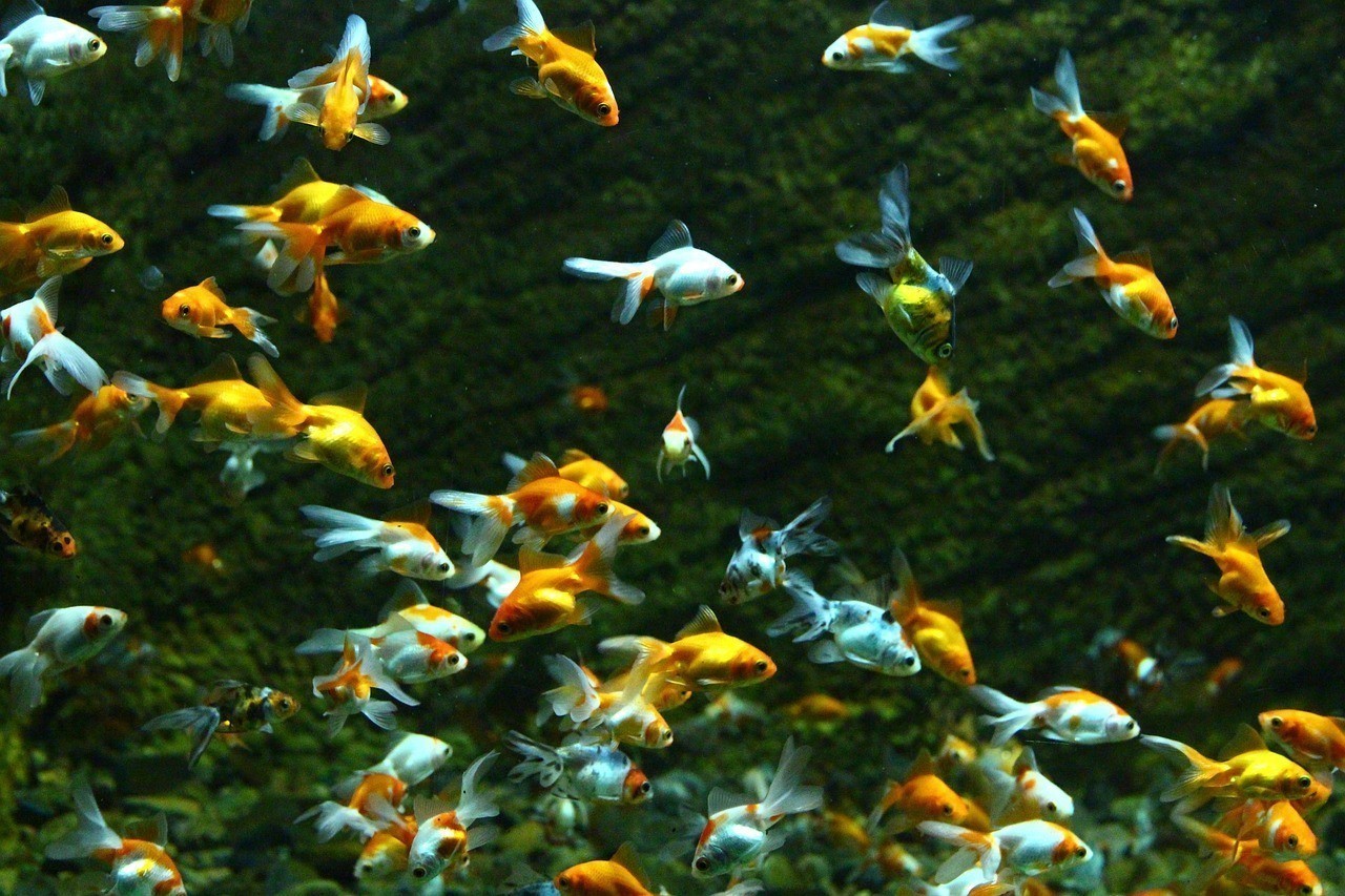 狗頭魚淡水能養(yǎng)嗎