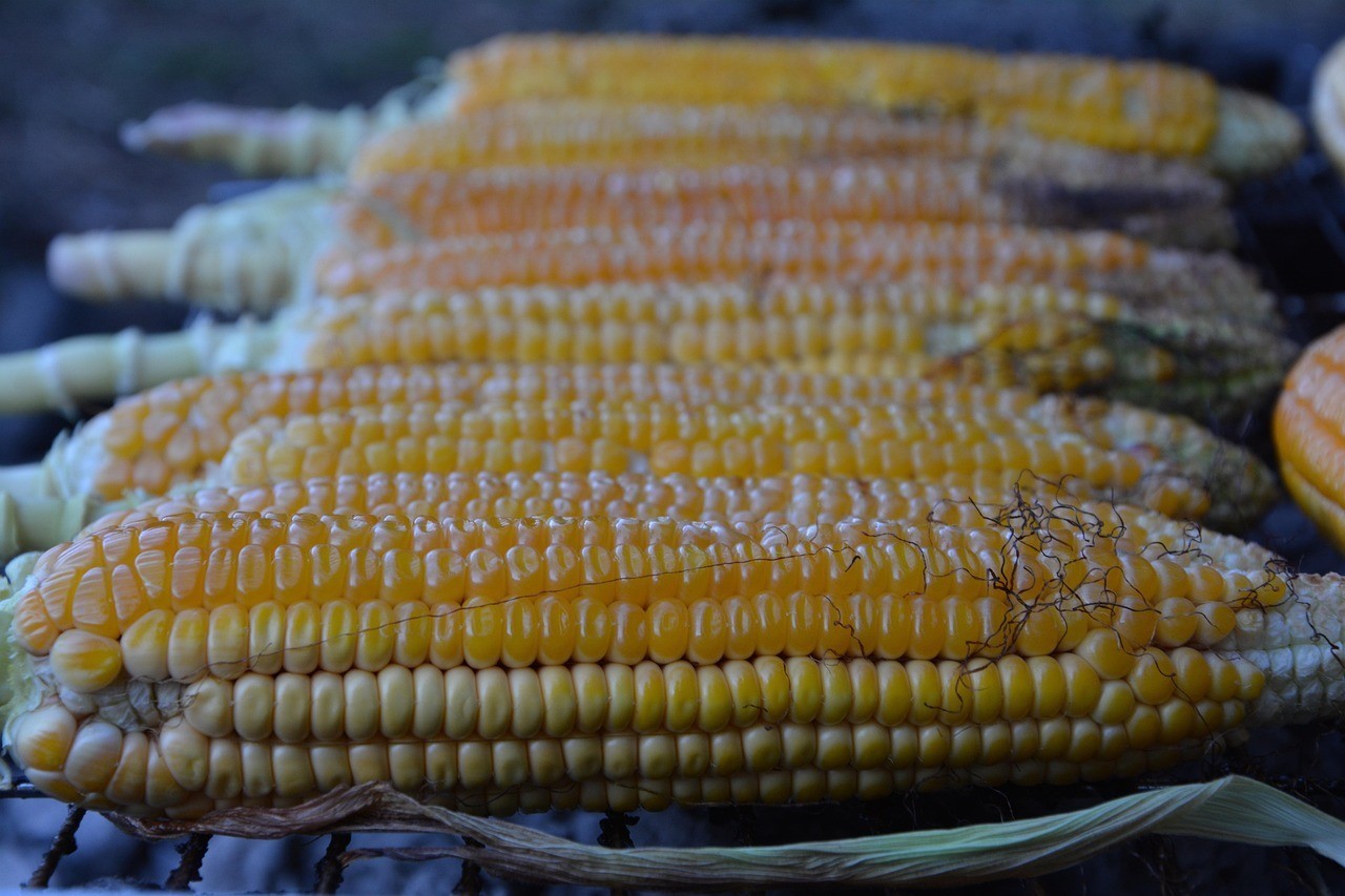 三色瑪麗魚好養嗎