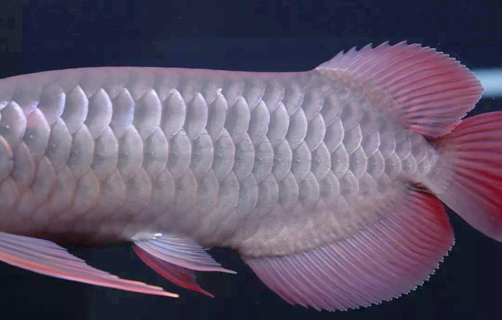 龍魚(yú)常見(jiàn)疾病與治療方法圖解