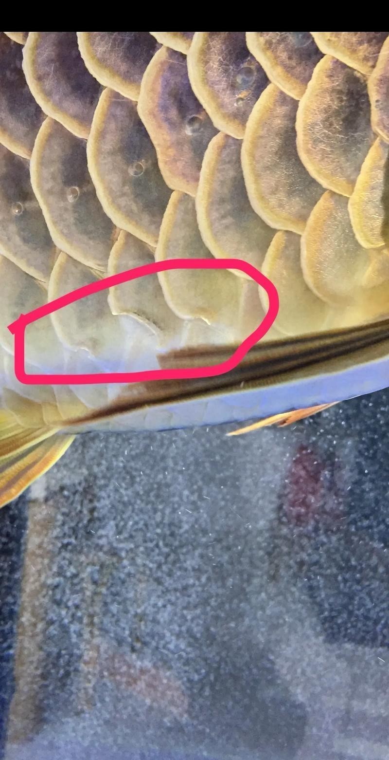 龍魚(yú)常見(jiàn)疾病與治療方法圖解