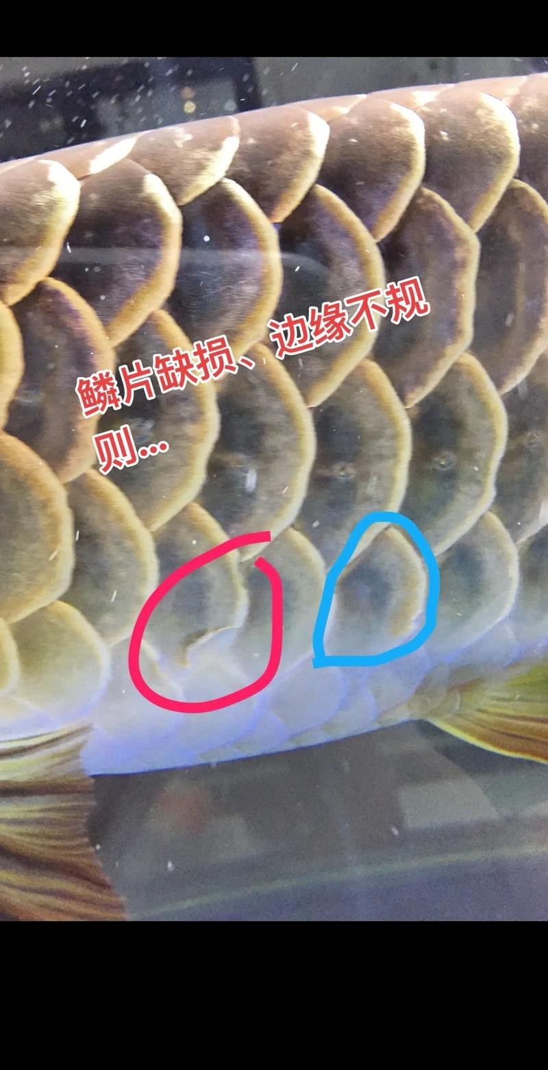 魚在無氧環境中能活多久，，魚在無氧環境中能活多久