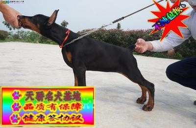賽級赤紅龍屬于什么檔次