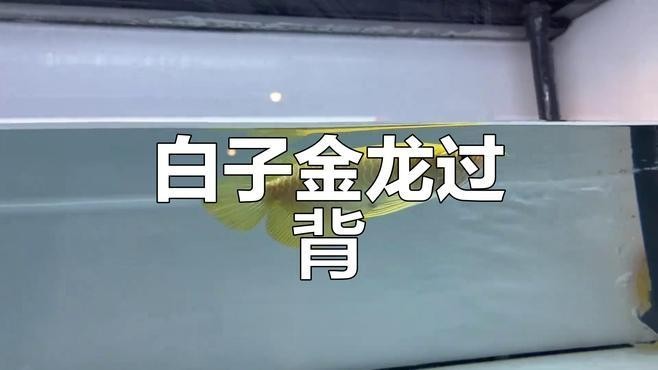 高端過背金龍魚有哪些品種？