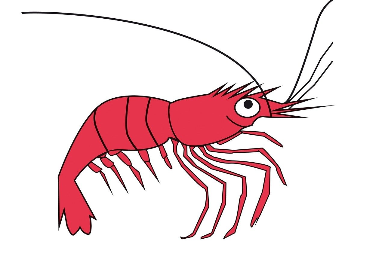 賽級最厲害三個魚 賽級最厲害三個魚 龍魚論壇 第1張