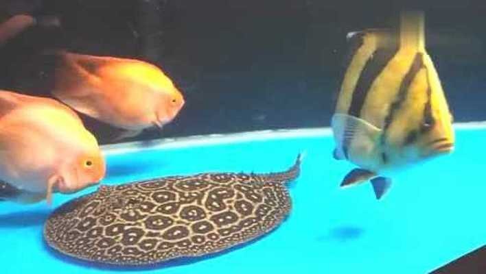 惠州市惠城區深源水族館（惠州市惠城區深源水族館地址）