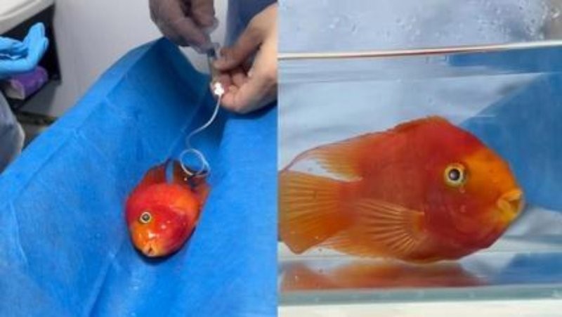 龍魚喂食海蝦的注意事項(xiàng)，金龍魚喂食海蝦時(shí)，有幾個(gè)關(guān)鍵細(xì)節(jié)需要注意：確保海蝦的新鮮度 龍魚喂食海蝦的注意事項(xiàng)，金龍魚喂食海蝦時(shí)，有幾個(gè)關(guān)鍵細(xì)節(jié)需要注意：確保海蝦的新鮮度 龍魚百科 第1張