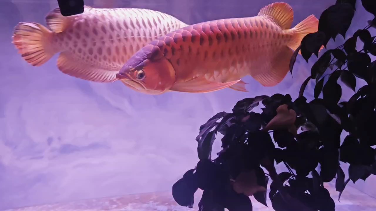醒了喂魚
