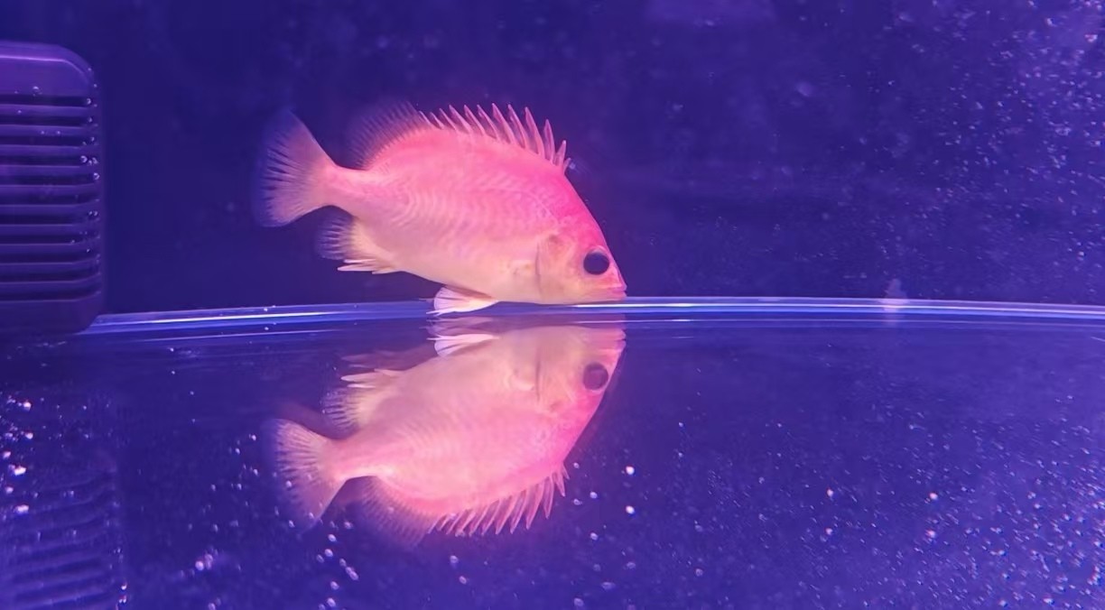 變異虎