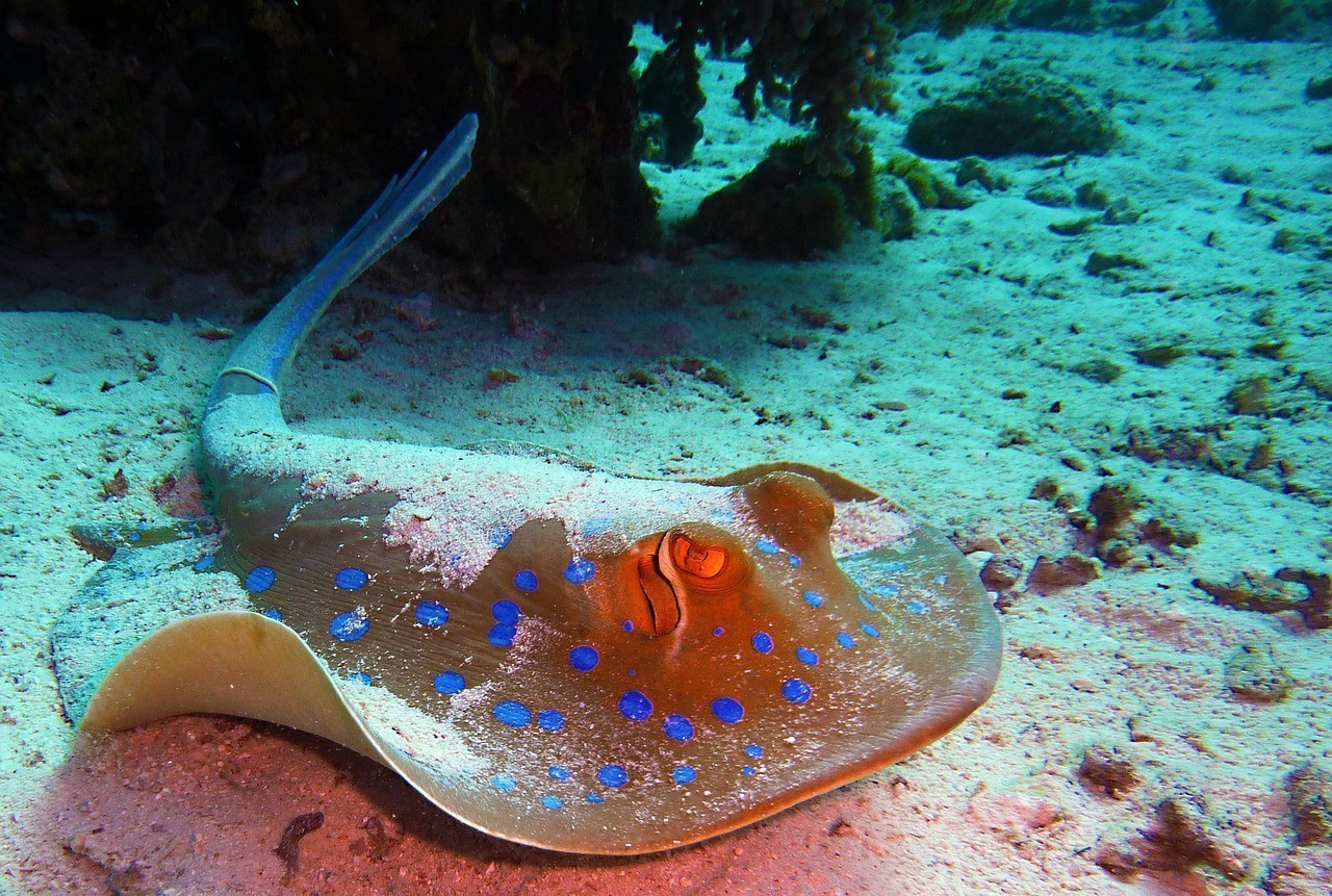 黃貂魚圖片