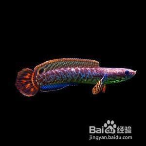 雷龍魚哪個品種好繁殖：珍珠雷龍、金線雷龍、彩虹雷龍魚繁殖成功率提升方法 雷龍魚哪個品種好繁殖：珍珠雷龍、金線雷龍、彩虹雷龍魚繁殖成功率提升方法 龍魚百科 第4張