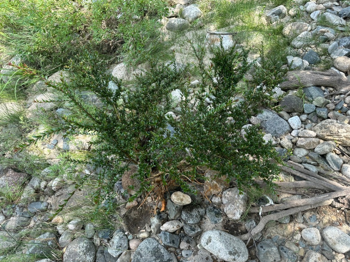 水楊梅魚缸造景綠植
