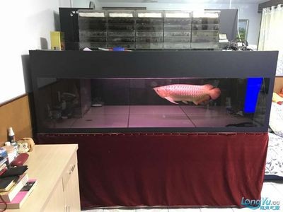 魚缸晚上開燈好還是關燈好簡單經濟實惠小魚缸燈（小型魚缸節能燈具推薦夜間不開燈魚的反應如何防治） 魚缸晚上開燈好還是關燈好簡單經濟實惠小魚缸燈（小型魚缸節能燈具推薦夜間不開燈魚的反應如何防治） 魚缸百科