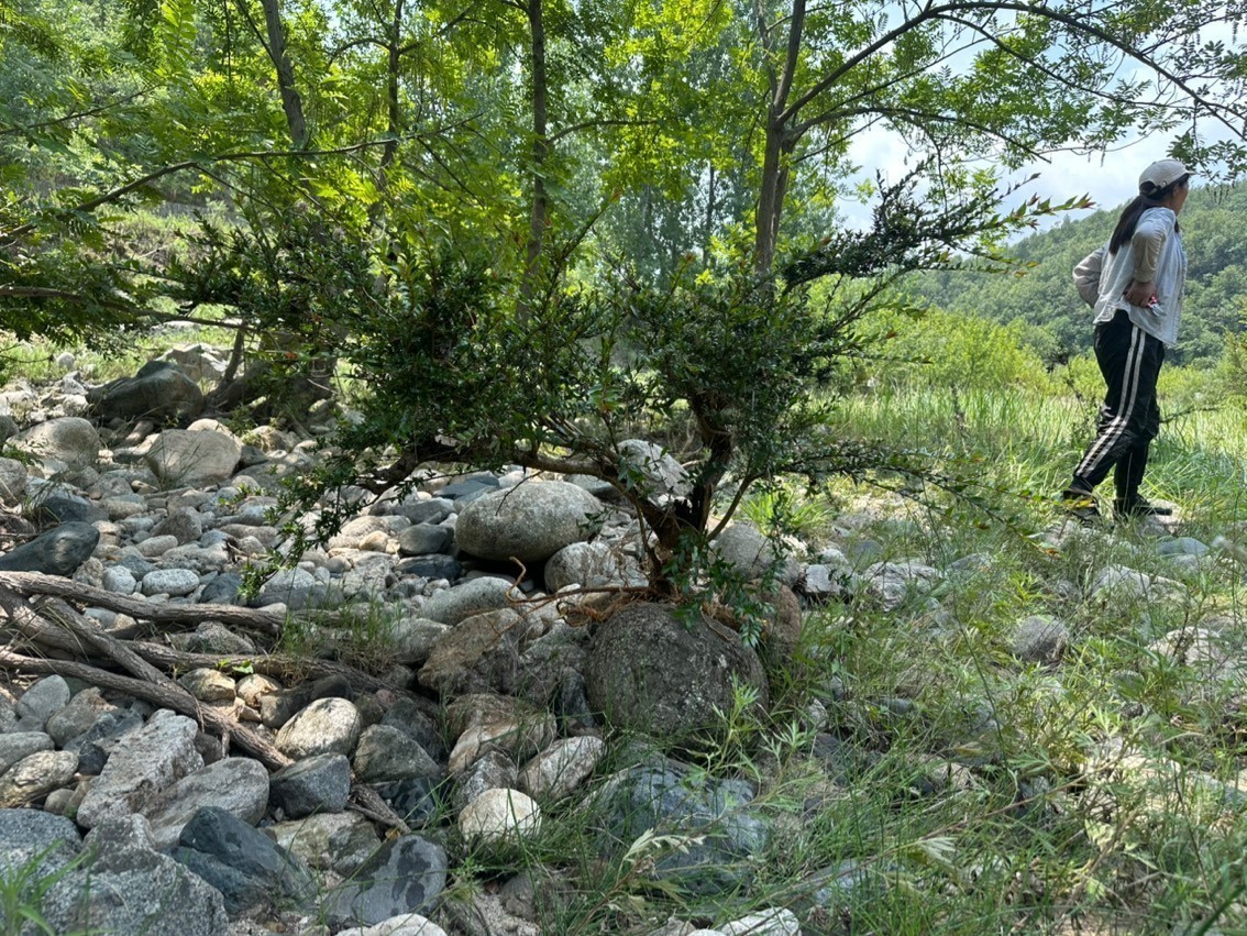 水楊梅魚缸造景綠植