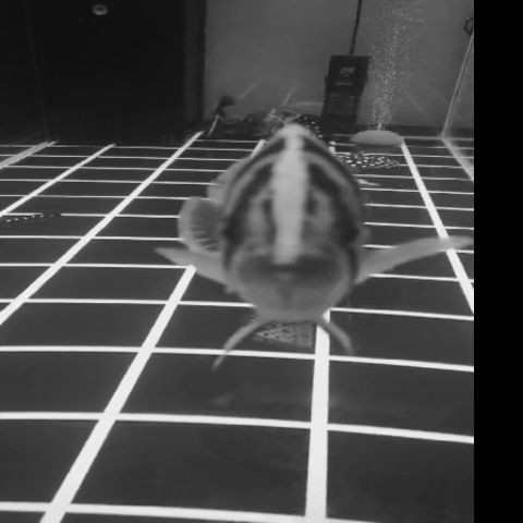天河水族之葵花寶典之心法篇心態觀后感 天河水族之葵花寶典之心法篇心態觀后感 全國水族館企業名錄 第1張