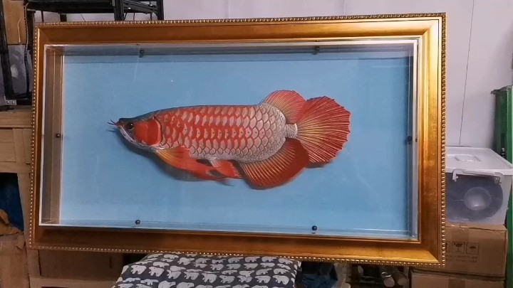 <strong><mark>白玉</mark></strong>紅龍魚 1:1等比例收藏模型