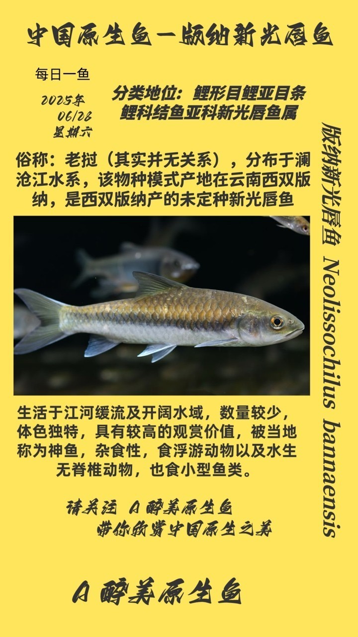 版納新光唇魚