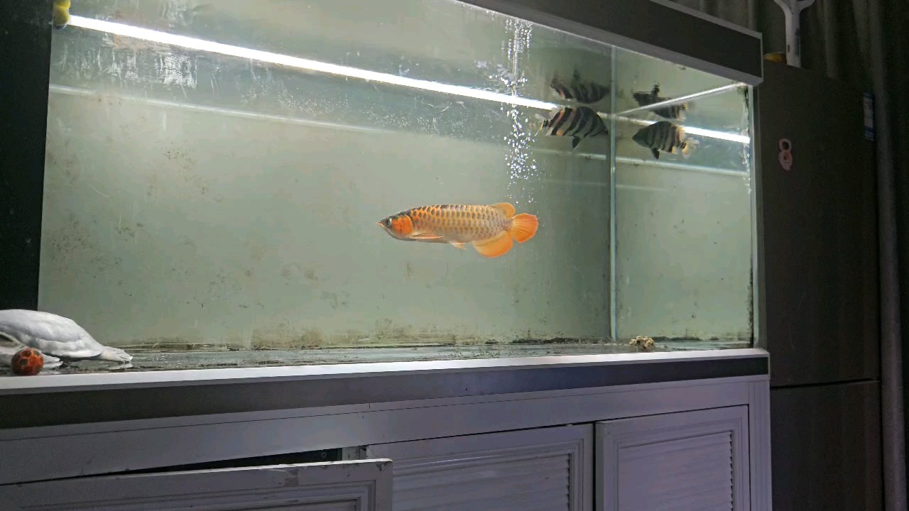 兄弟們這個小魚美麗不美麗！
