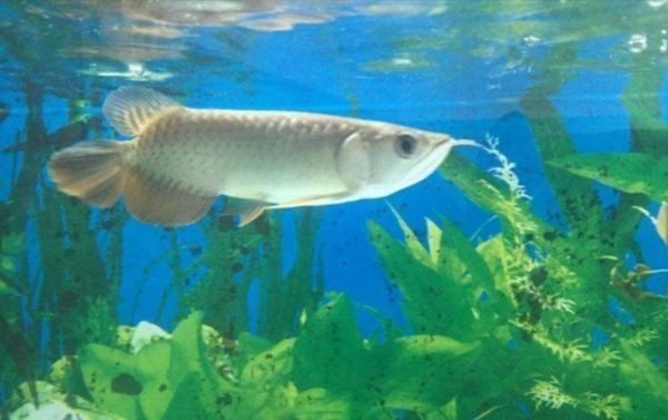 孟村回族自治縣美月水族館（孟村回族自治縣美月水族館電話） 孟村回族自治縣美月水族館（孟村回族自治縣美月水族館電話） 全國水族館企業名錄