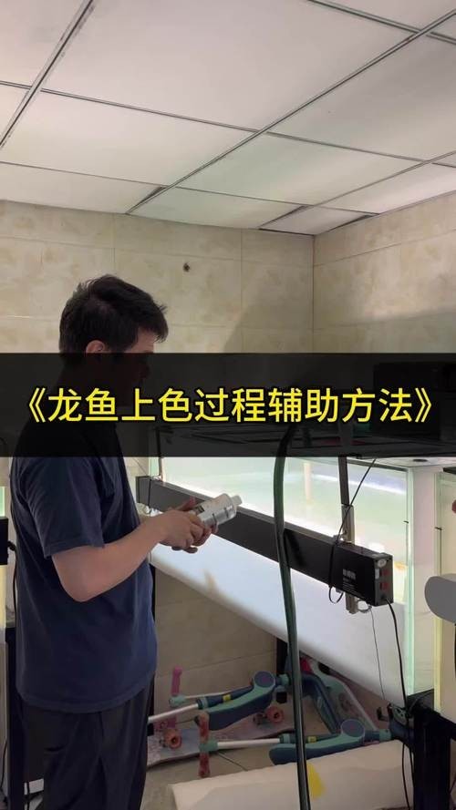 金色六角龍魚圖片【金色六角龍魚在繁殖期間有什么特殊的行為表現嗎】