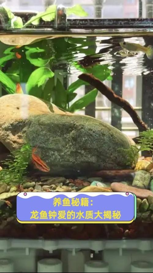 龍魚為什么會撞缸呢圖片解釋