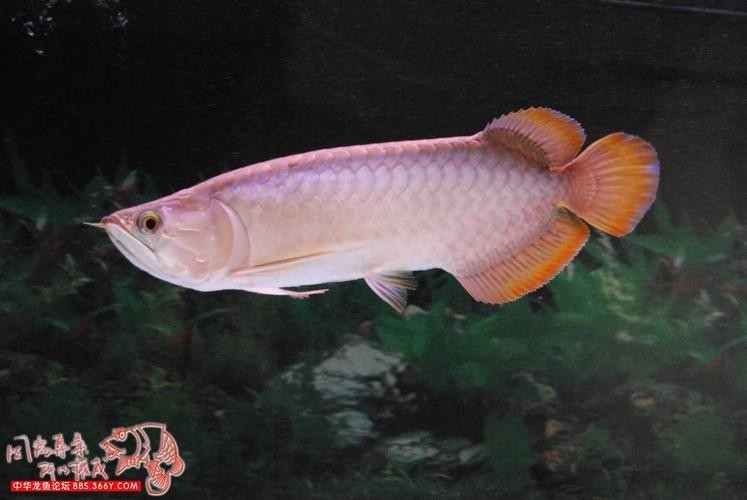 龍魚為什么會撞缸呢圖片解釋