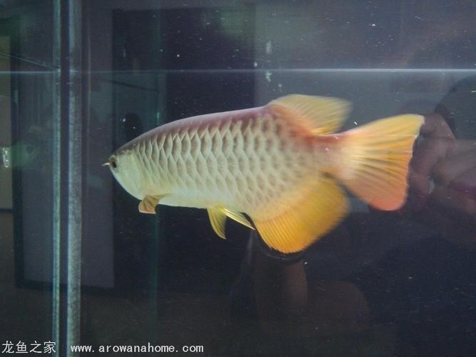 龍魚為什么會撞缸呢圖片解釋