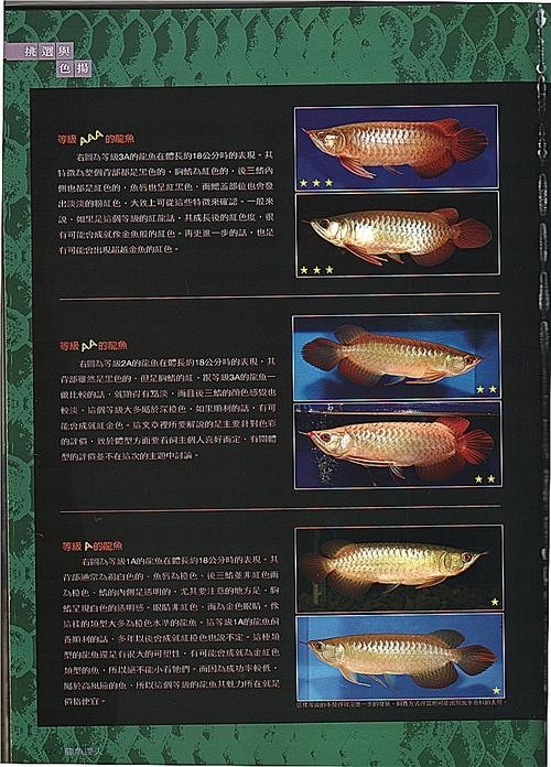 龍魚為什么會撞缸呢圖片解釋
