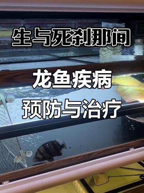 龍魚為什么會撞缸呢圖片解釋