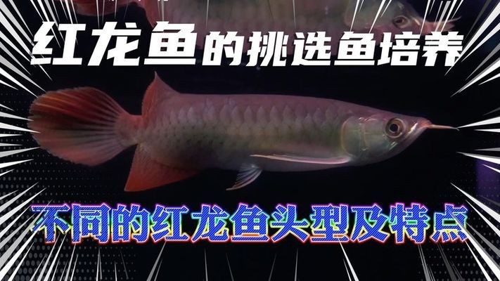 長興雉城新藝水族館（長興雉城新藝水族館電話）