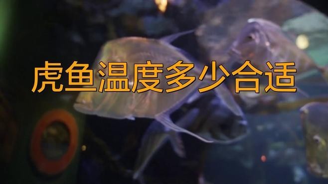 龍魚虎魚水溫多少度最好釣