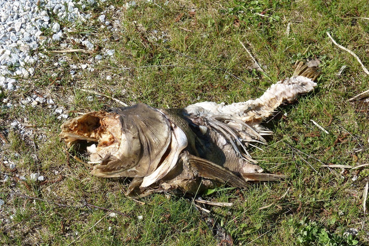 鴻運當頭魚頭頂爛了圖片