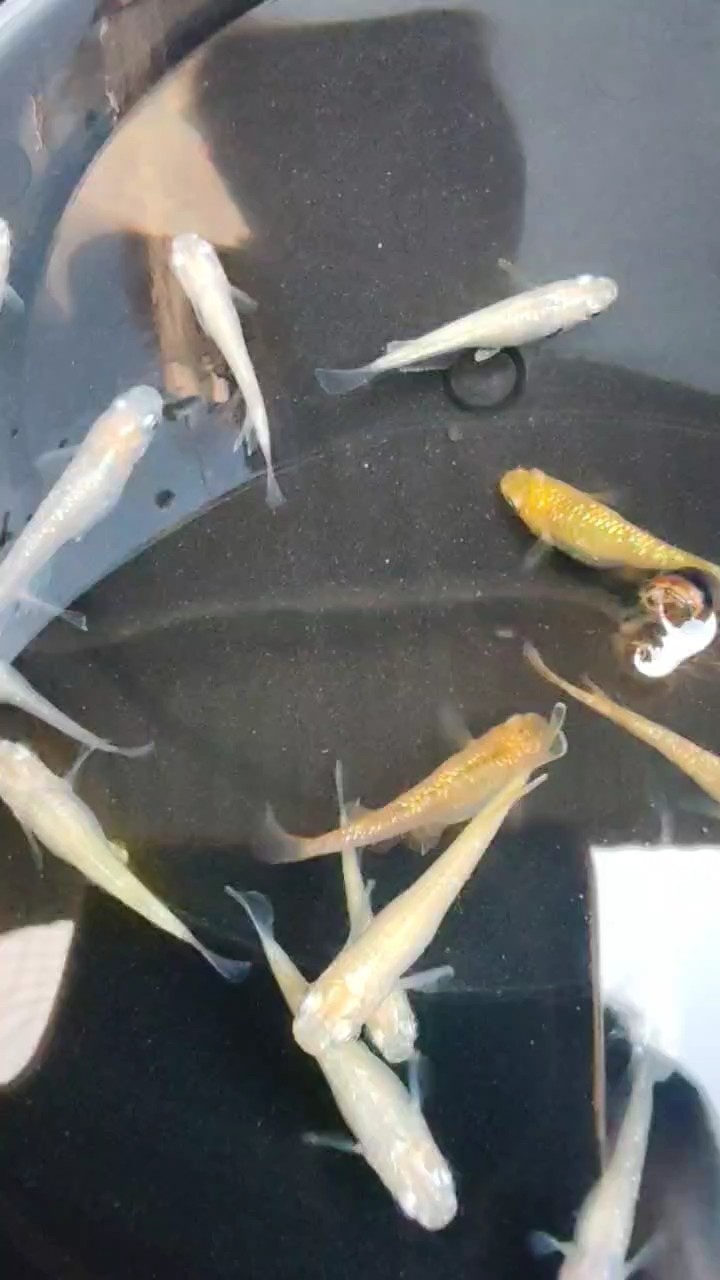 石斑魚種類名稱及圖片