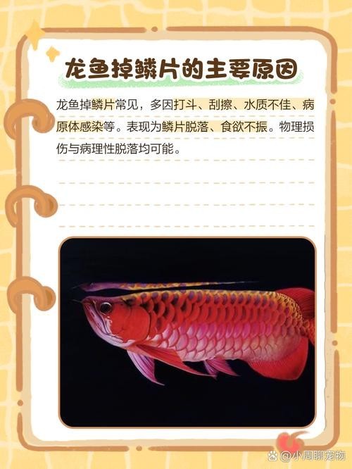 龍魚各種疾病圖解
