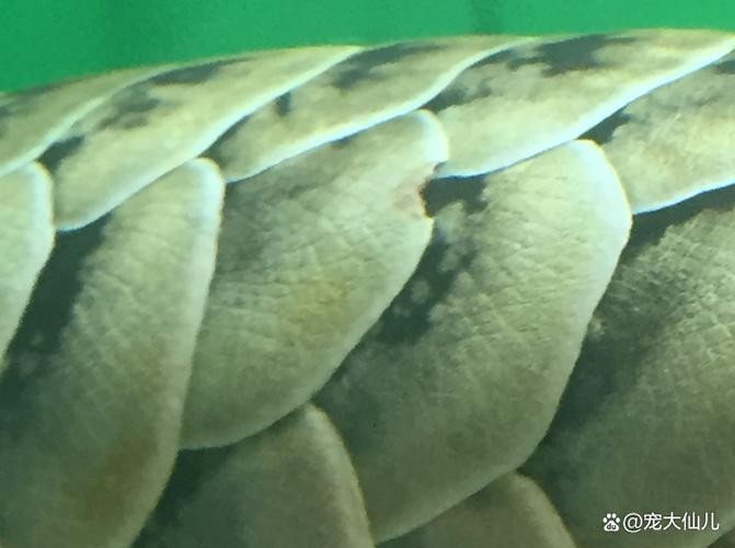 龍魚各種疾病圖解