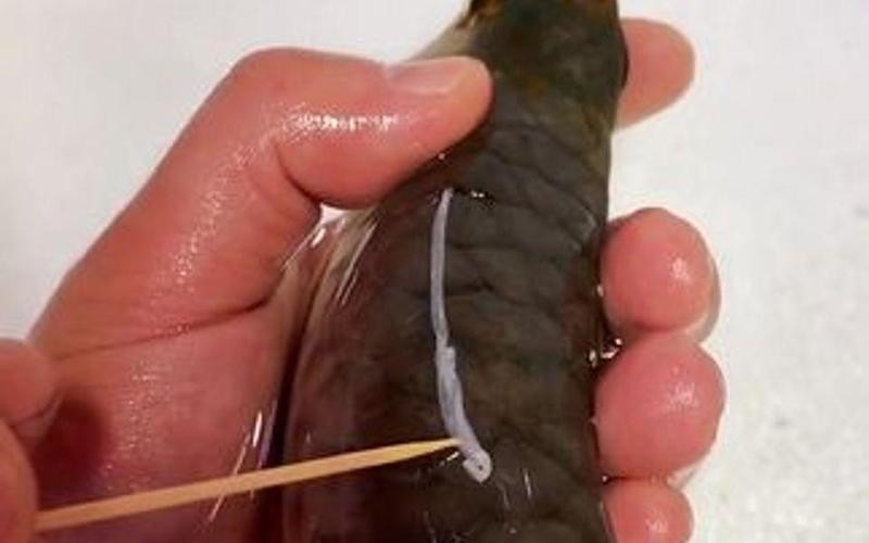 龍魚各種疾病圖解