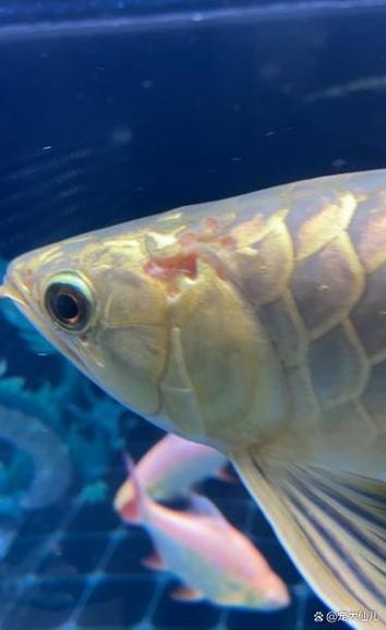 龍魚各種疾病圖解