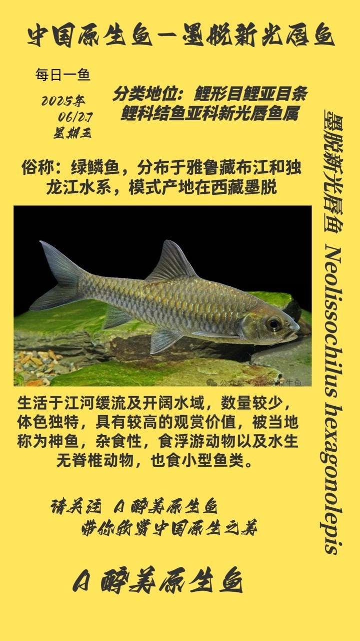 墨脫新光唇魚
