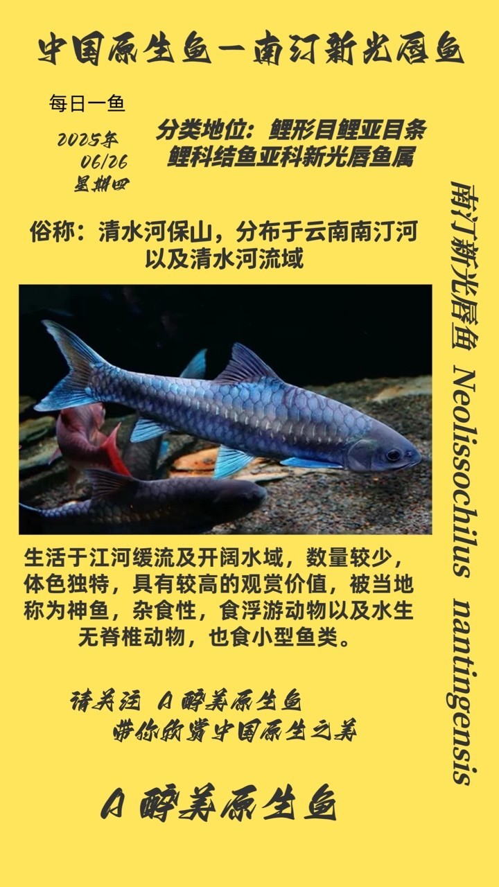 南汀新光唇魚