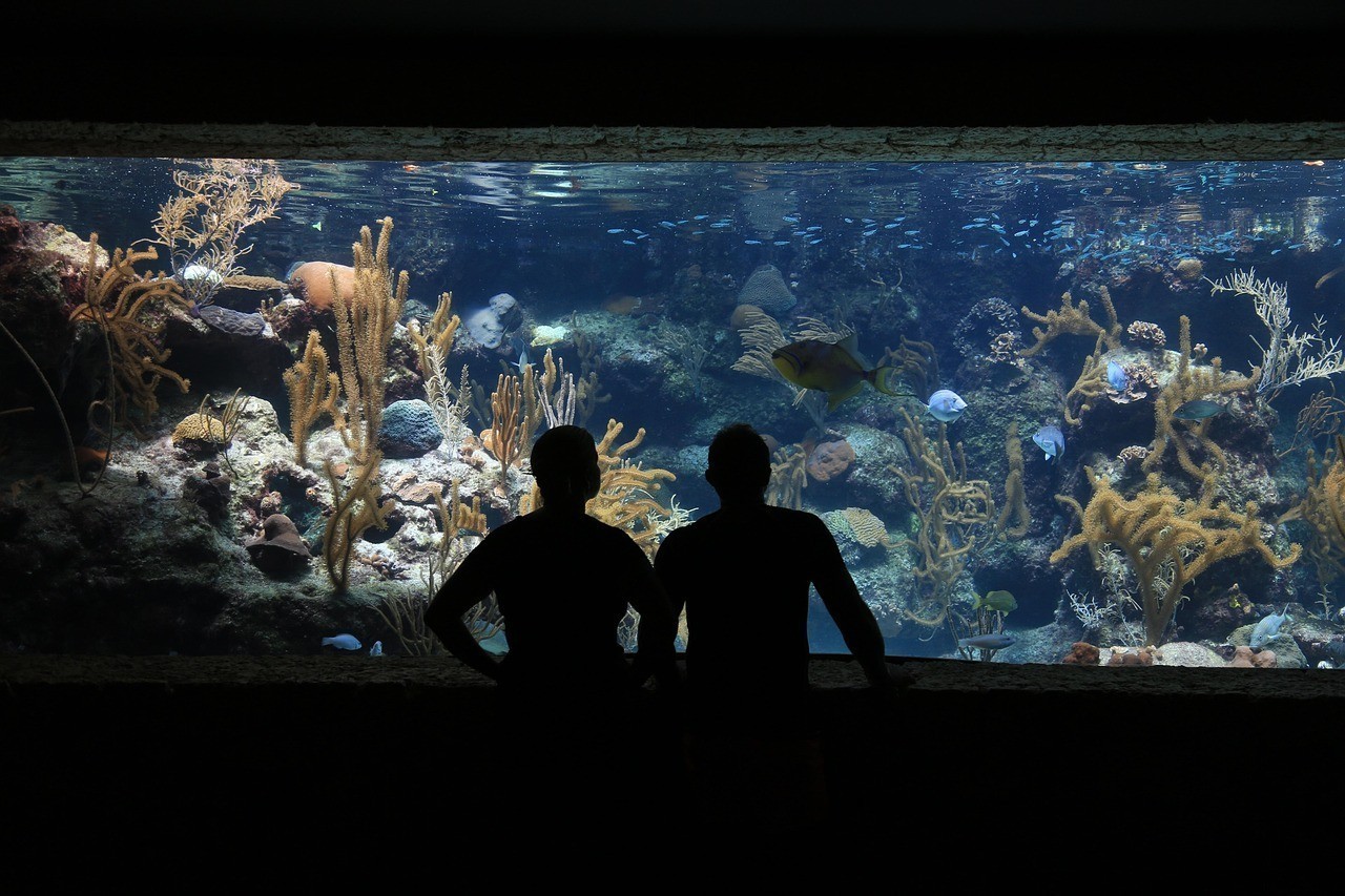 水族館和海洋館是一樣的嗎 龍魚論壇 第1張 水族館和海洋館是一樣的嗎 水族館和海洋館是一樣的嗎 龍魚論壇 第1張