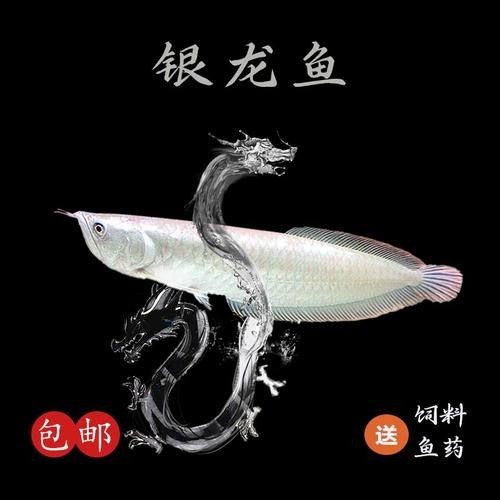 銀龍魚魚苗價格表圖片