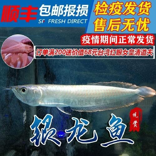 銀龍魚魚苗價格表圖片