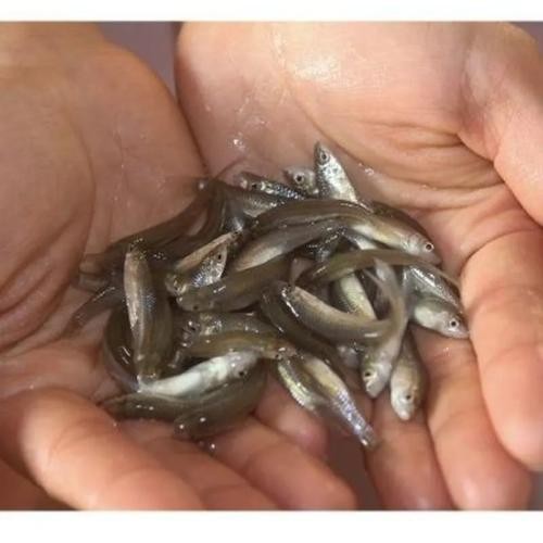 銀龍魚魚苗價格表圖片