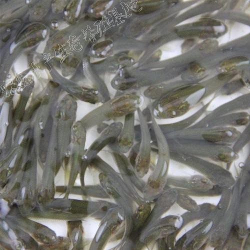 銀龍魚魚苗價格表圖片