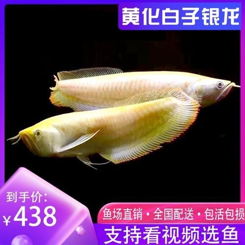 銀龍魚魚苗價格表圖片