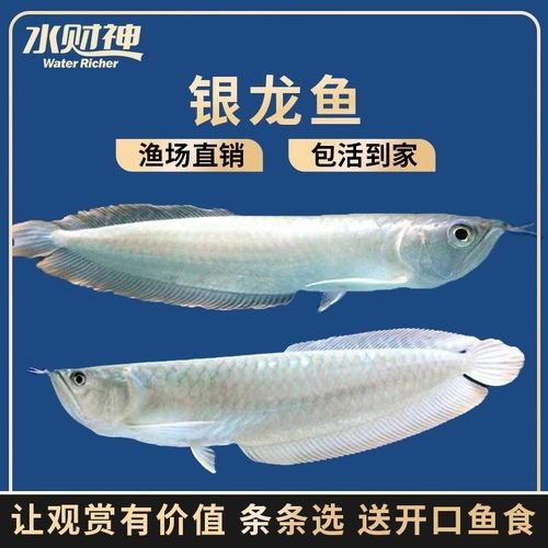 銀龍魚魚苗價格表圖片