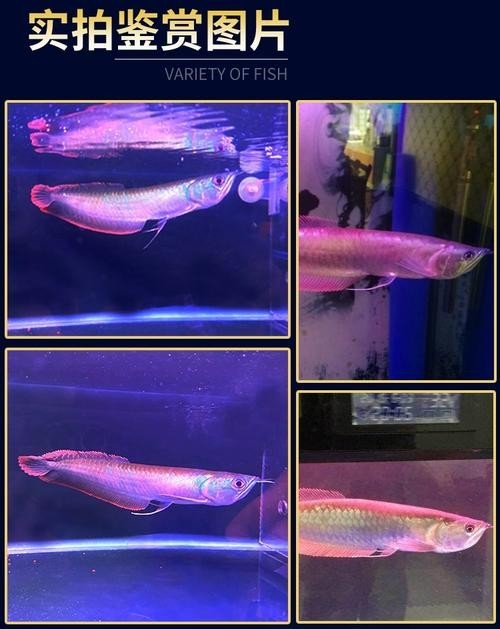銀龍魚魚苗價格表圖片