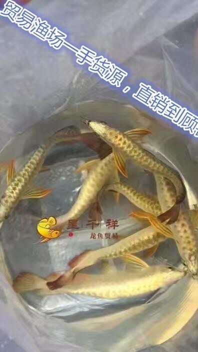 銀龍魚魚苗價格表圖片