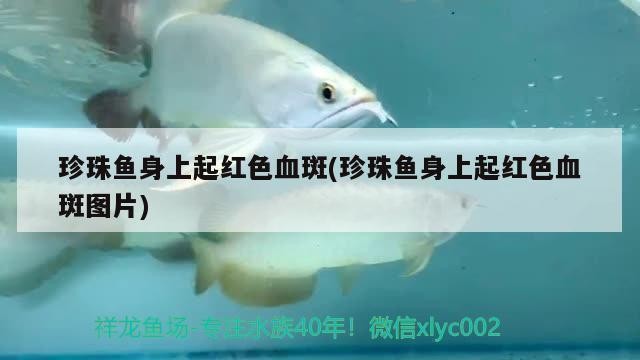 滎陽市康寧巷松魁水族館（滎陽市康寧巷松魁水族館電話）