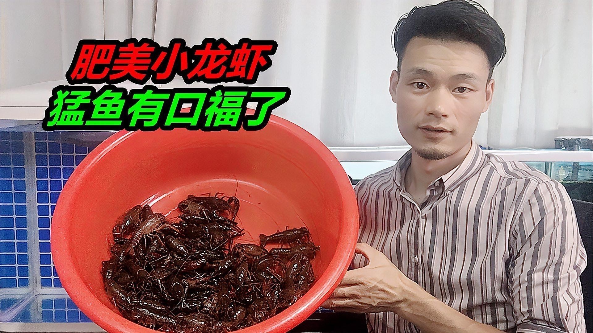 銀龍魚能不能吃蝦米
